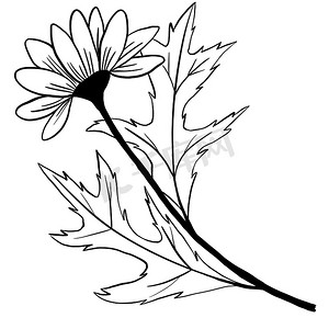 手绘花卉花叶插画，黑白优雅婚礼装饰品，线条艺术极简主义纹身风格设计夏春自然枝叶开花。