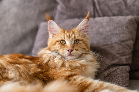 沙发上躺着一只美丽的大而蓬松的缅因州红猫