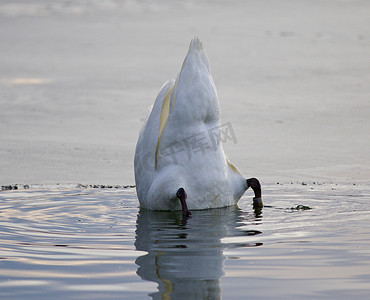 游泳画面摄影照片_美丽的画面，一只有趣的天鹅在湖里游泳
