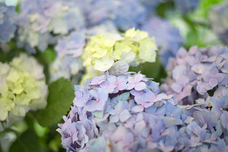 新鲜霍滕西亚明亮的蓝色花朵和绿叶模糊背景。