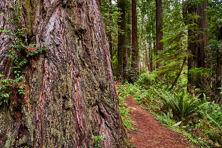 远足路径旁的古红杉树上厚厚的树皮