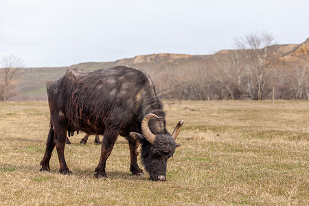 黑牛摄影照片_带角的黑牛在山区的绿色草地上吃草。