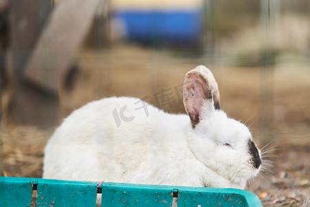 白兔眼睛摄影照片_白色毛茸茸的兔子在户外吃杂草。