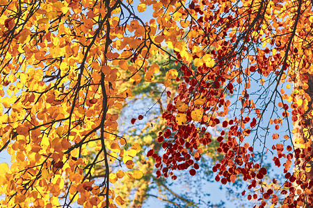 秋天气候摄影照片_秋天的金色树枝与明亮的黄橙色叶子。