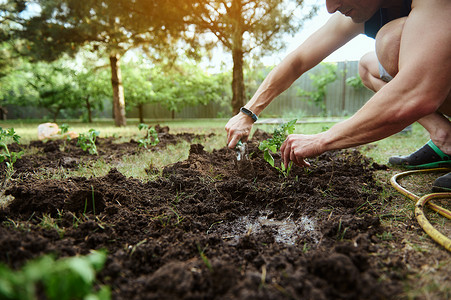 特写农民打扰地面，用花园铲挖黑土，并在生态农场的空地上种植发芽的番茄幼苗。