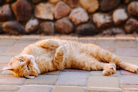 在享受的猫摄影照片_一只姜猫躺在户外，享受阳光明媚的夏日