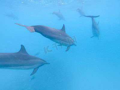 成群的海豚在马尔代夫马富士岛附近的蓝色海水中嬉戏