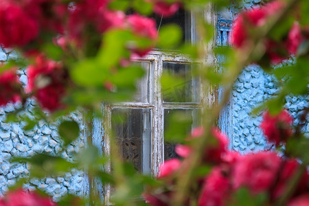 一栋带窗户的旧石蓝色建筑背景下的粉红攀岩玫瑰