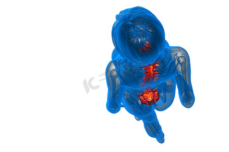 人体腰椎摄影照片_3d 渲染人体脊柱的医学插图