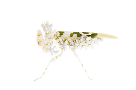 多刺的花螳螂， Pseudocreobotra wahlbergii，在白色