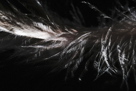 深色背景中蓬松的黑鸵鸟羽毛