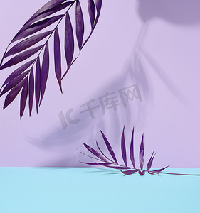 紫色棕榈叶，蓝紫色背景上有阴影。