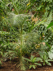 亚热带植物摄影照片_温室里的热带植物。
