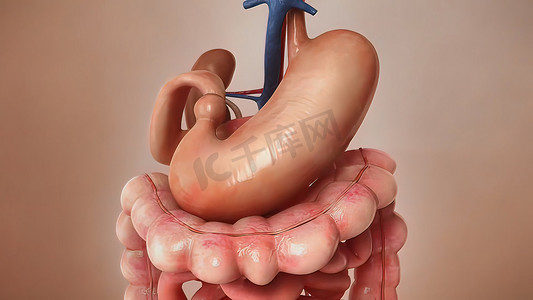 医学概念 3d 插图的人体消化系统解剖