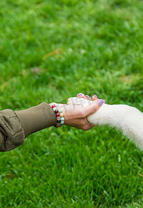 狗给一个人一只爪子。