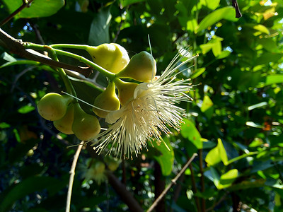 果水摄影照片_yzygium aqueum（水玫瑰苹果、水苹果、钟形果）花具有自然背景。