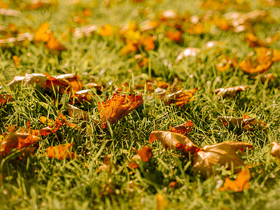 公园草地上金叶十月和十一月的秋季背景