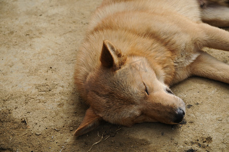 越南棕狗在阳光下睡觉