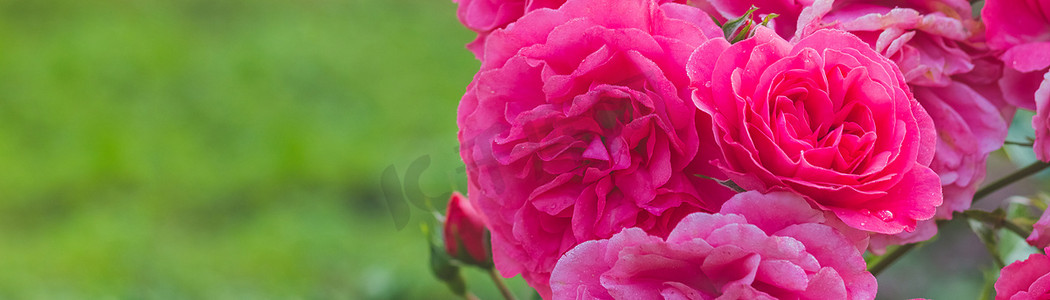 生日快乐背景粉色摄影照片_关闭粉红玫瑰的名字：背景模糊的莱昂纳多达芬奇。盛开的玫瑰。