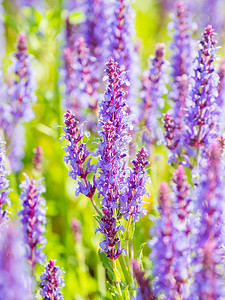 红色紫色背景摄影照片_自然夏季背景与盛开的林地鼠尾草（巴尔干快乐，鼠尾草）。