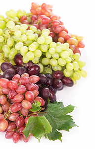 红、白鲜食葡萄、酿酒葡萄。