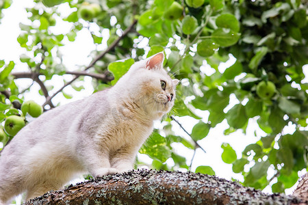 白猫爬树摄影照片_一只白猫站在花园里一棵苹果树的树枝上，夏天，附近挂着青苹果。