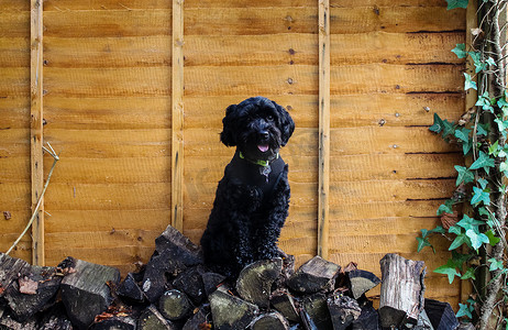 英国汉普郡，一只黑色可卡犬坐在一堆木头上。