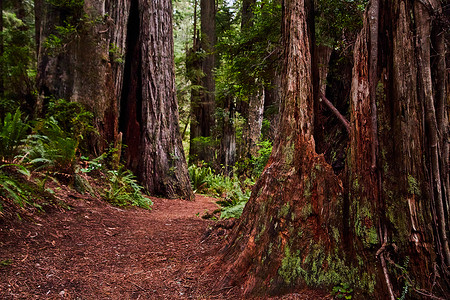 红杉树叶摄影照片_穿过加利福尼亚州古老红杉森林的小路