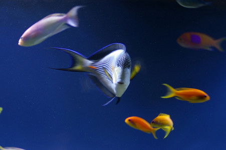 色彩缤纷个摄影照片_精选色彩缤纷的咸水热带鱼