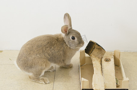 一只毛茸茸的米色兔子的画像，咬着木箱，磨牙，宠物，