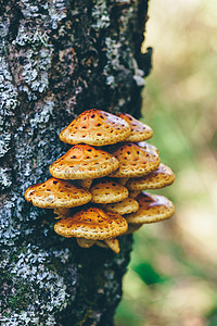 白桦树上的黄伞蘑菇