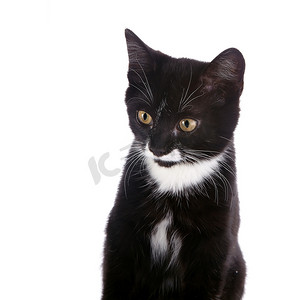一只黑白小猫的肖像。