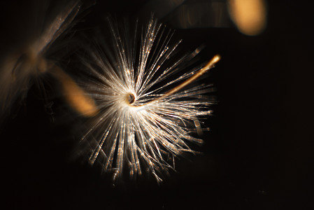 有机玻璃摄影照片_明亮的天竺葵种子，有着蓬松的毛发和螺旋状的身体，倒映在黑色有机玻璃中。
