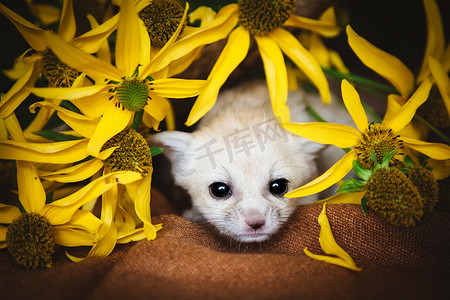 开着黄色花朵的漂亮耳廓狐幼崽