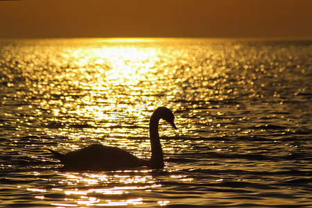 一只天鹅在夕阳的映衬下漂浮在金色的海水中的轮廓。