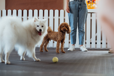 小棕色贵宾犬和雪白的日本斯皮茨在宠物屋与训狗师一起训练