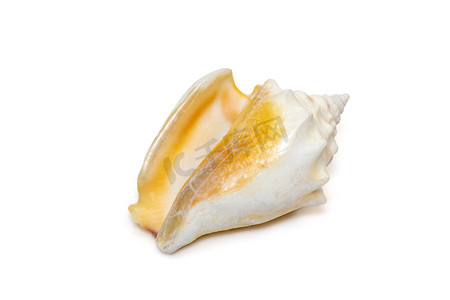 佛罗里达战斗海螺，是一种中型温水海螺，是海螺科的海洋腹足类软体动物，是在白色背景下分离的真正海螺。