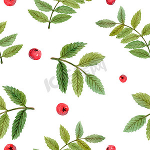 白色背景上带有红色浆果和绿叶的水彩罗文树枝无缝图案