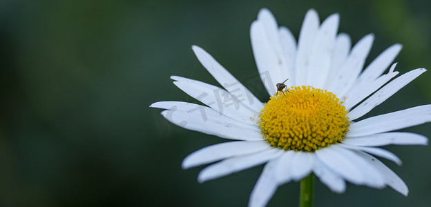 蜜蜂俯视图摄影照片_夏天，一朵雏菊花生长在田野里。