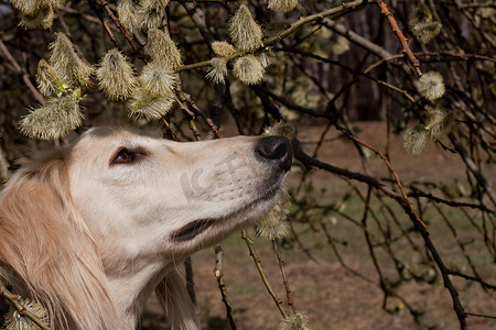 黑色和白色的树摄影照片_萨路基猎犬和鲜花