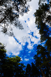天空中的云彩和树枝的背景