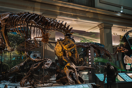 史密森尼博物馆的霸王龙化石展览