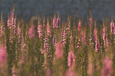 下雨夕阳摄影照片_夏日夕阳下绿草上的粉红色野花田