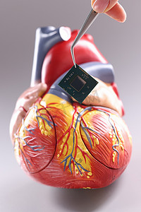 心电图仪摄影照片_带有芯片形式的心脏起搏器的心脏模型