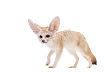 动物类摄影照片_漂亮的耳廓狐在白色背景下被隔离
