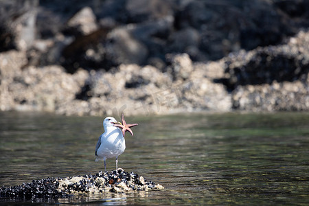 不列颠哥伦比亚省，一只白翅海鸥抱着一只海星，站在一块覆盖着贝壳的岩石上