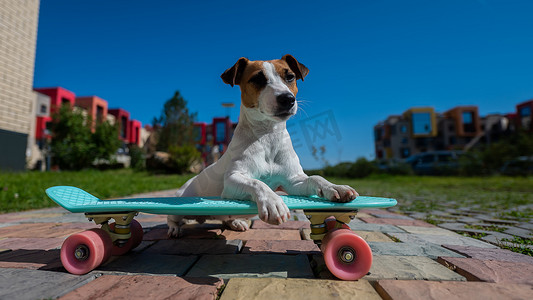 夏日动态摄影照片_杰克罗素梗犬在炎热的夏日在户外骑滑板。