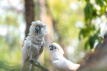 cacatua摄影照片_愤怒的白凤头鹦鹉、硫凤头鹦鹉 (Cacatua galerita