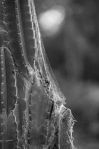 柳树仙人掌在傍晚的阳光下布满蜘蛛网
