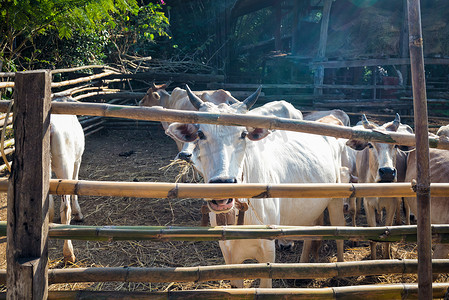 荷兰牛栏logo摄影照片_牛栏木栅栏里的牛
